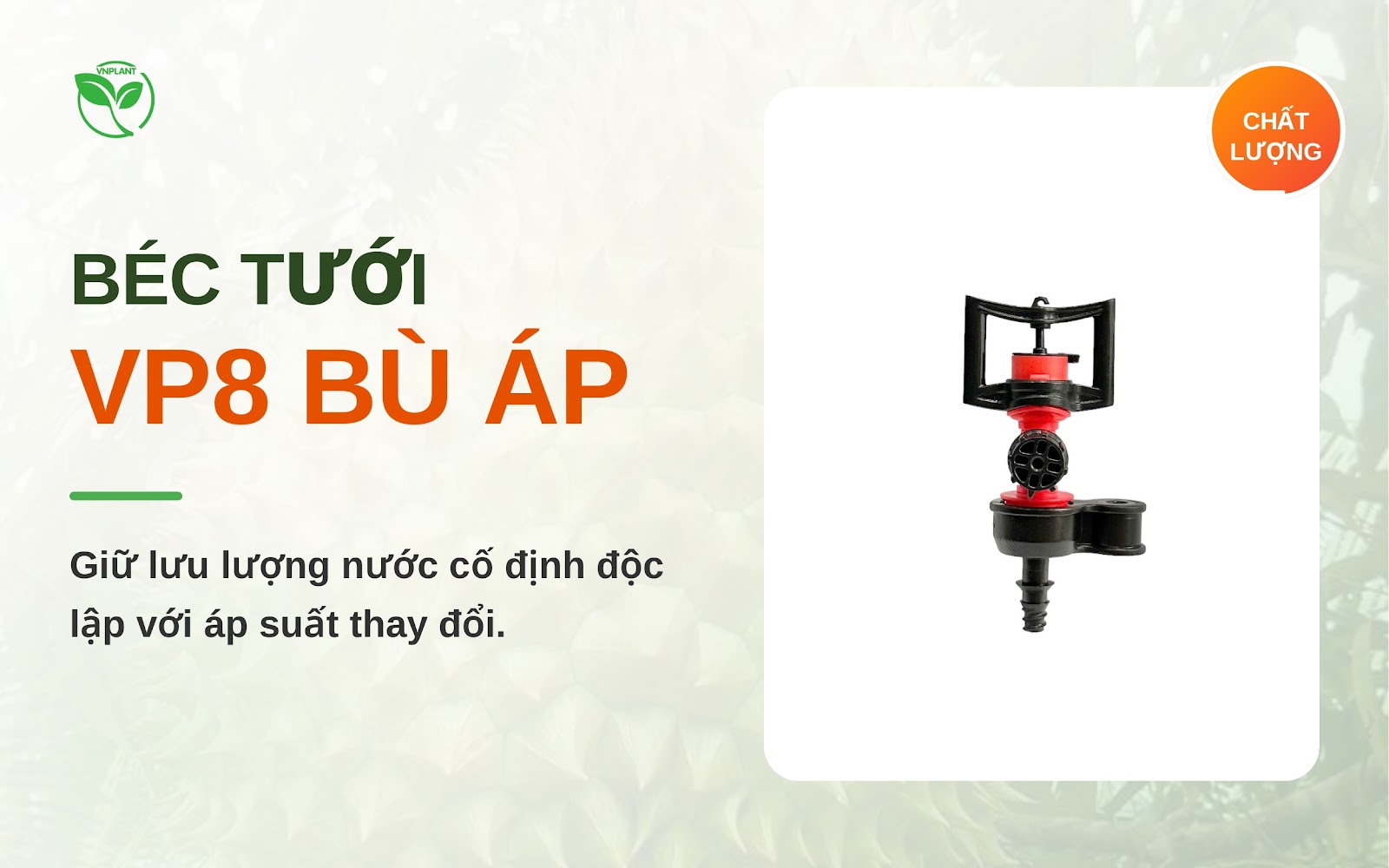 bec tuoi vp8 bu ap